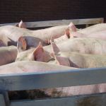 De laatste varkens gaan weg
