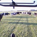 koeien stonden raar te kijken toen er een koe in de sloot zat