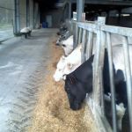 andere kant vant stal