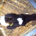 helemaal gestroomlijnd