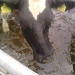 Pink met kromme snuit