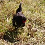 Kip brengt de pauwen groot