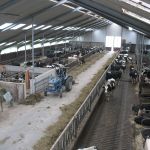 Overzichtsfoto van de stal.