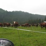 Koeien op de berg in Frankrijk