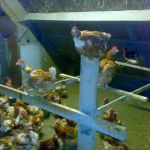 Geen stok zitten maar paal zitten