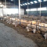 schapen op stage
