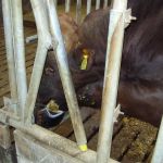 hoe ijdel kan een stier zijn