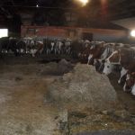 Koeien aan het genieten van hun maaltijd