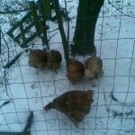 kippen in de sneeuw