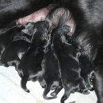 Flatcoated retierver puppys