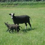 zwartbles