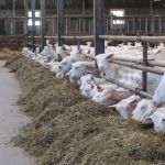 de geiten aan het gras vreten 