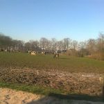 2 februari koeien naar buiten.