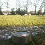 Koeien in de wei 1-2-2012