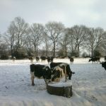 Koeien in de sneeuw 3-02-2012