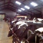 Koeien aan het voerhek.