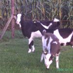 onze 3 geiten van nu