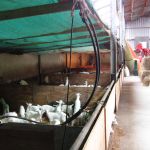 Een kijkje in onze lammerenopfokstal.