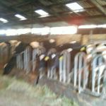 de kalves in de koeienstal