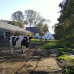 koe op weg naar stal