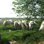 Koeien Voorjaar 2011