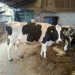 Het zijn altijd dezelfde die een loopje met je nemen...