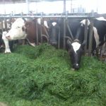 koeien vreten het gras op!