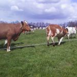 koeien loslaten