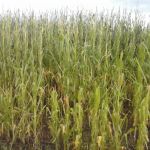 maisschade na de hagelbui die de tent van woodstock fataal werd.