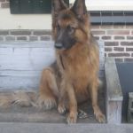 bartje zit op de bank