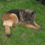 deze hond mocht van zijn baasje mee naar de avh