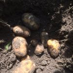 De #innovator  heeft de groei al lekker te pakken @McCainNL 