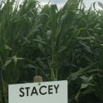 Stacey groeit mooi door op het demoveld van Alliance