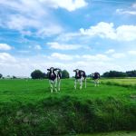 Zwart wit kan ook heel erg groen zijn 