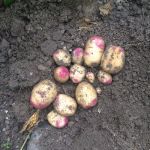 Met de #phytophthora resistente Carolus gaan we voor de 60 ton 💪🏻 