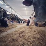 Cows are fed & milked