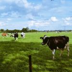 De dames koe zijn weer van de partij in 't weiland voor 't huis