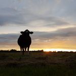 Kan niet omschrijven hoe ik heb genoten van de zonsondergang deze avond