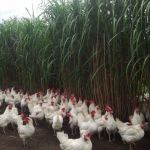 Olifantsgras bied nog steeds beschutting