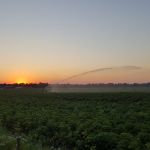 Alweer 3 haspels draaien in de aardappels