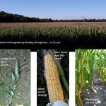 Groeiverloop perceel mais van het zaaien tot 30 aug 