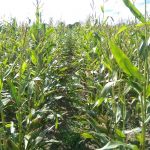 Mais 5 september 2016