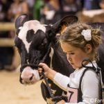 Jongveeshow Westhoek holsteins vzw