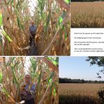 Mais Millesim KWES,, gevolgd van zaaien tot hakselen