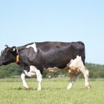 Koeien buiten (2014)