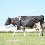 Koeien buiten (2014)