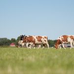 Koeien buiten (2014)