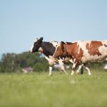 Koeien buiten (2014)