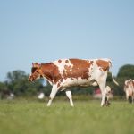 Koeien buiten (2014)