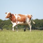 Koeien buiten (2014)